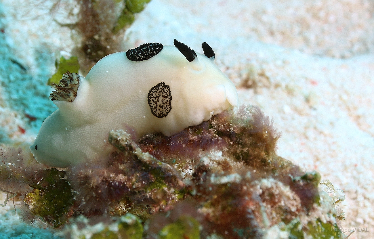 Raja Ampat 2016 - Jorruna funebris - Funeral jorunna - Nudibranche - Doris Funebre - IMG_5580_rc.jpg